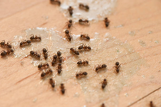 Pest Control for Restaurants in Redmond, WA