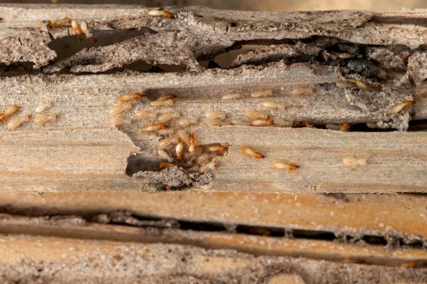 Best Affordable Pest Control Services  in Redmond, WA