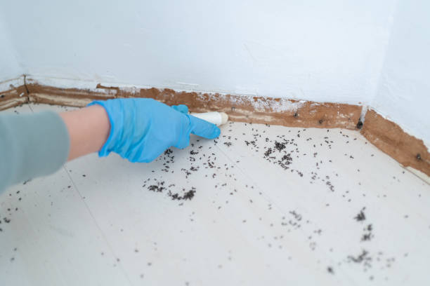 Best Bed Bug Extermination  in Redmond, WA